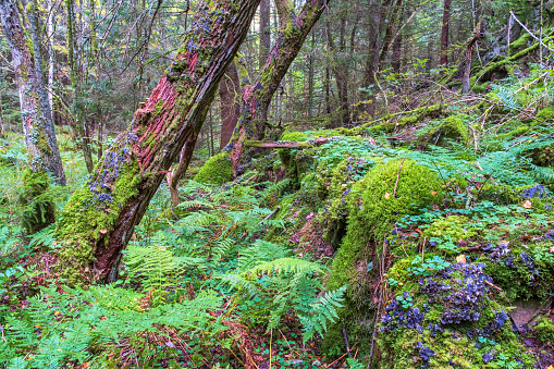 Green fern in an old growth forest with leaning trees