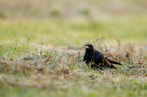 A black crow on a meadow