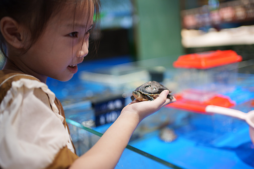 child holding a little turtle