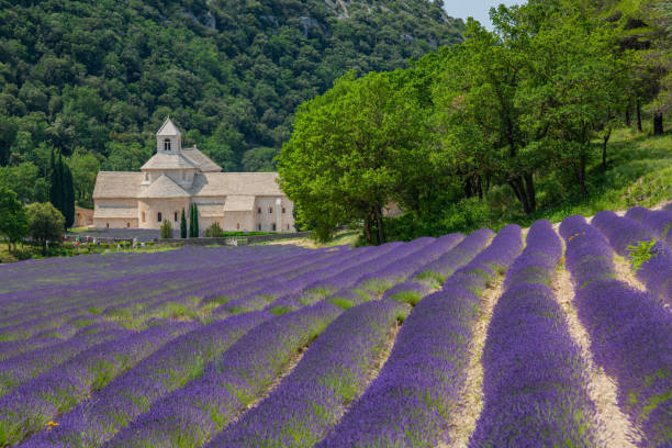 istock Senanque Abbey Gordes Provence Lavender fields, Notre-Dame de Senanque 1618101643