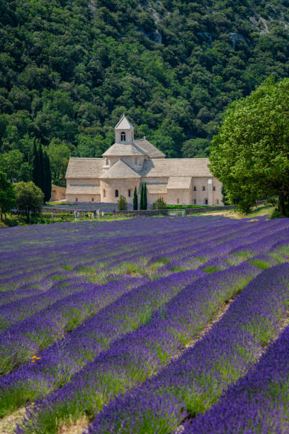 istock Senanque Abbey Gordes Provence Lavender fields, Notre-Dame de Senanque 1618104531