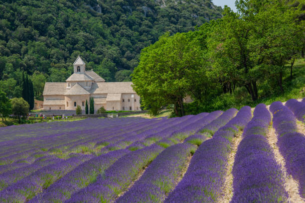 istock Senanque Abbey Gordes Provence Lavender fields, Notre-Dame de Senanque 1618104642