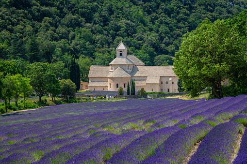 Colorful purple Lavender Field in front of the historic Sénanque Abbey - Abbeye de Senanque - Notre-Dame de Sénanque - built in the year 1178 under blue summer sky.  Monks who live at Senanque grow lavender and tend honey bees for their livelihood. Senanque Abbey, close to Gordes, Vaucluse, Provence, France, Europe