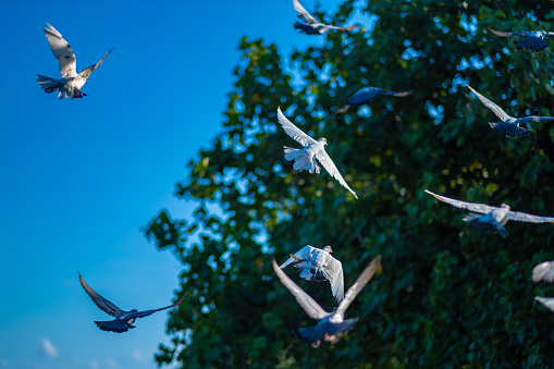 A group of pigeons taking flight in the beach with Blue sky Background