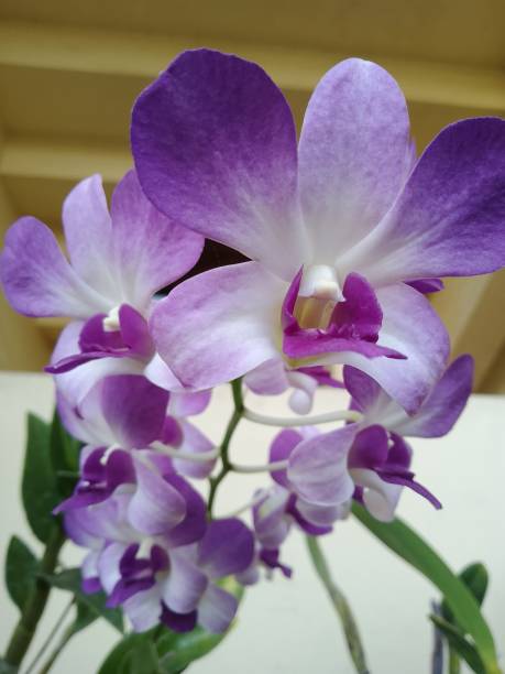 istock beautiful orchid flower arrangements 1618114032