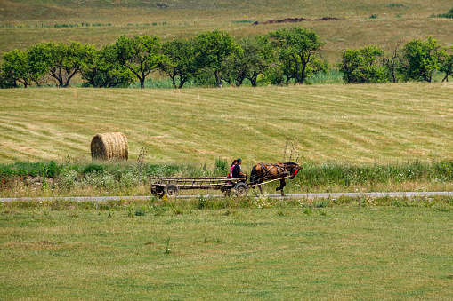 Rear view of two grandparents and three young grandchildren (and a dog) going for a walk on the farm on a summer evening. Grandma and the youngest grandchild are nearest the camera at the right side of this image. Two older sister and Grandpa, as well as a black dog, are up ahead of them. They are all walking towards a path through a tall corn field.