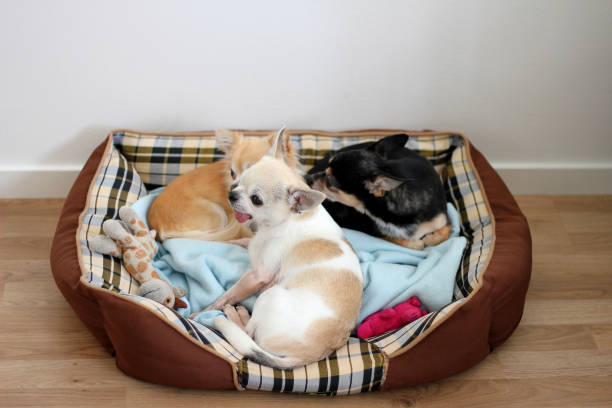 istock Chihuahuas Rainy , Sunny and Coffee together 1618143232