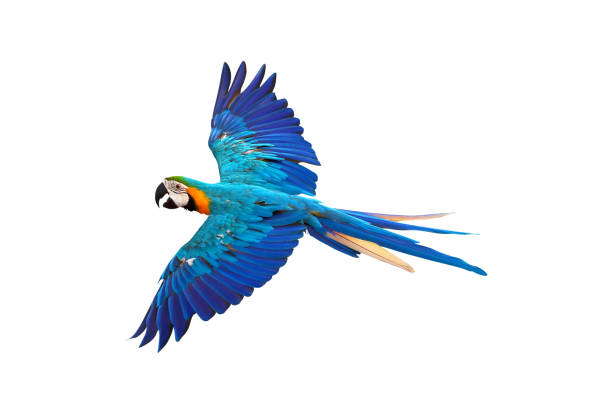 パロット - gold and blue macaw ストックフォトと画像