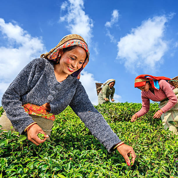 istock Indian pickers plucking tea leaves in Darjeeling, India 161816137