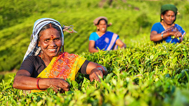 tamil pickers wyrywanie liści herbaty na plantacji, południowych indiach - tea crop tea leaves plantation farmer zdjęcia i obrazy z banku zdjęć