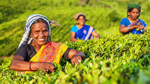 tamil pickers depena folhas de chá na plantação, sul da índia - tea crop picking agriculture women imagens e fotografias de stock