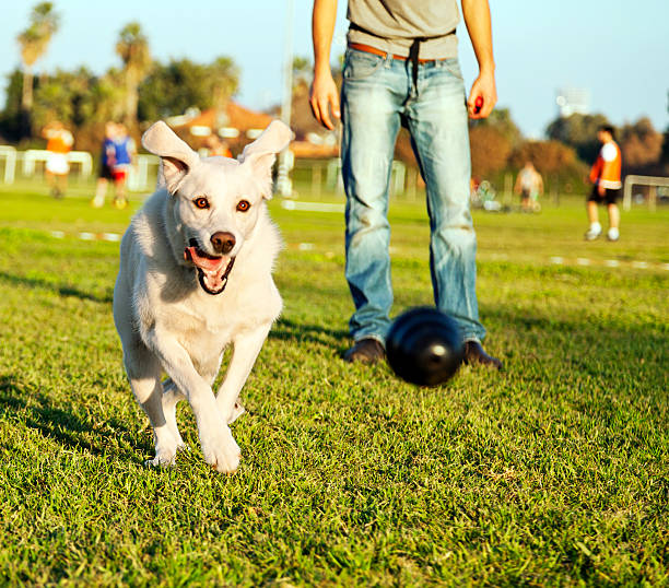 istock Labrador Running After Chew Toy in Park 161816240