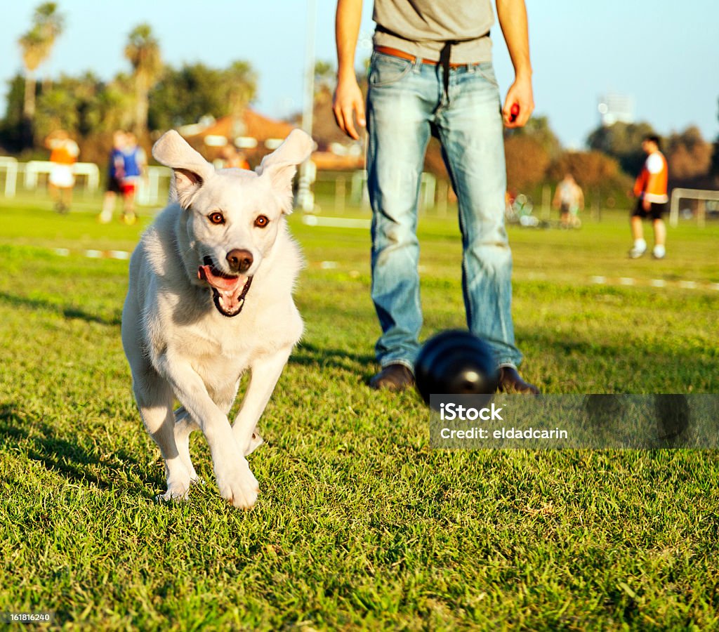 Labrador Running After Chew Toy in Park A mixed Labrador female dog caught in the middle of running to fetch chew toy, playing with its owner in the park. Labrador Retriever Stock Photo