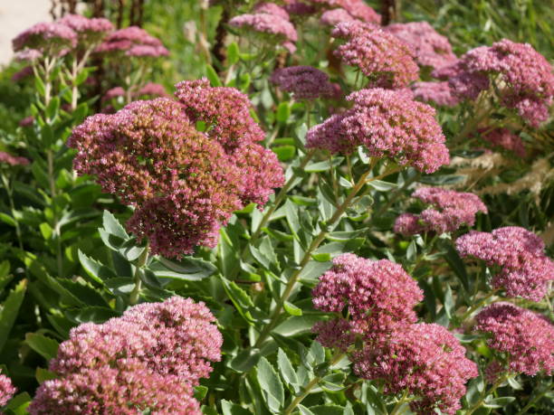 istock Sedum spectabile 1618181929