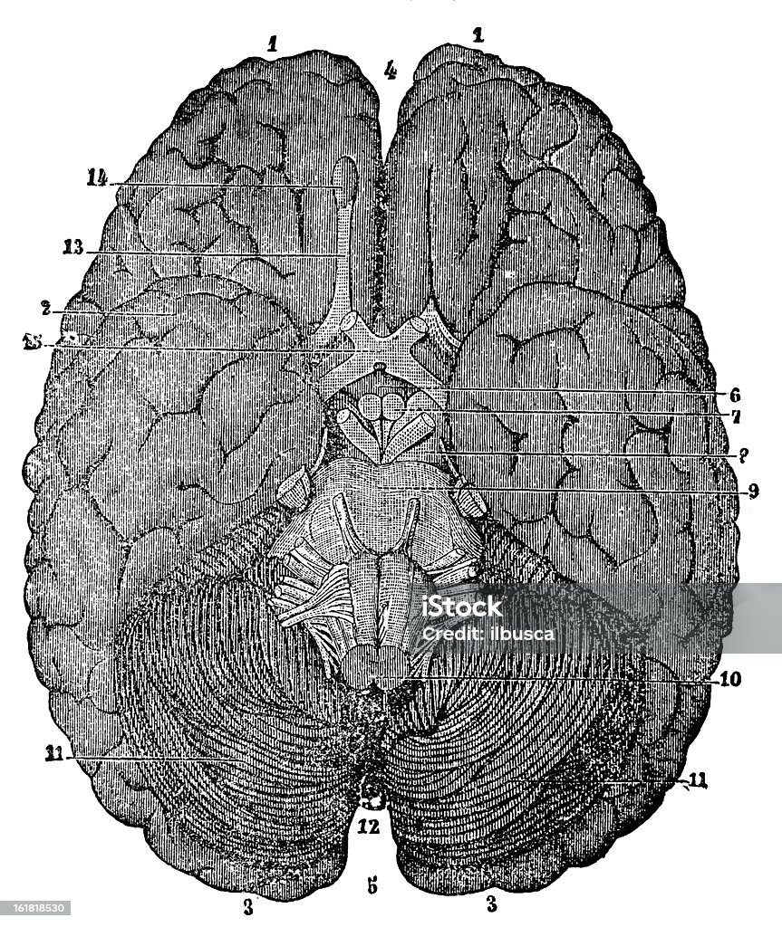 Human Brain Vintage engravure of a brain. 19th Century Style stock illustration