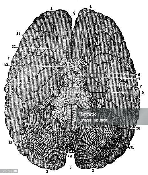Human Brain Stock Illustration - Download Image Now - 19th Century Style, Aging Process, Anatomy