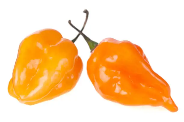 Photo of Habanero chilli peppers on white