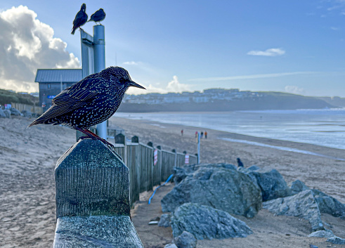 Starling English European Bird on Post single portrait over looking Newquay Beack Cornwall