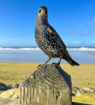 Starling English European Bird on Post single portrait over looking Newquay Beack Cornwall