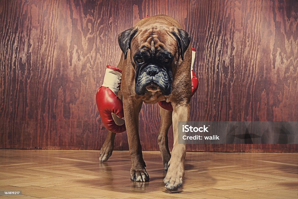 Pies boksera z rękawice bokserskie - Zbiór zdjęć royalty-free (Pies)