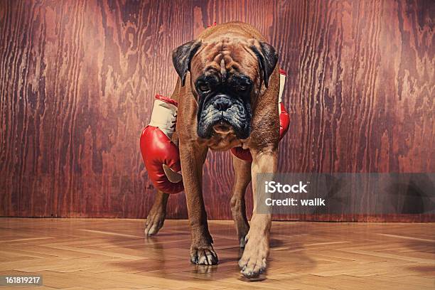 Foto de Boxer Cão Com Luvas De Boxe e mais fotos de stock de Cão - Cão, Luva de Boxe, Boxe - Esporte