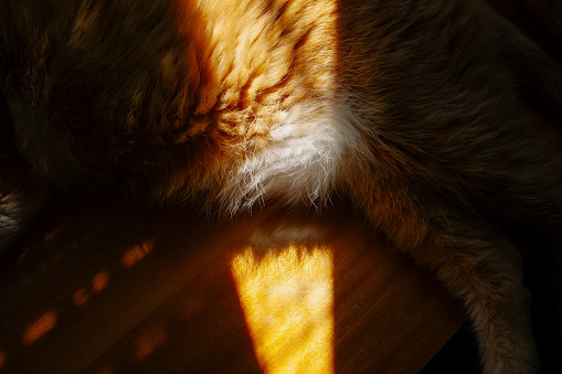 Orange tabby with white belly lying in the strip of sunlight on wooden window sill