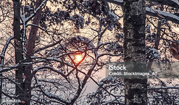 Secchi Di Foglie E Rami Retroilluminato Da Sole - Fotografie stock e altre immagini di Albero - Albero, Ambientazione esterna, Ambientazione tranquilla