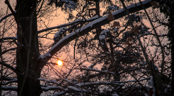 Wonderful photo of dried leaves and branches in winter, backlit by sun. Nikon D7000, Nikkor 16-85mm. Focus on leaves. Dramatic light.