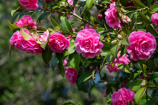 Close up of common camellia (camellia japonica) flowers in bloom