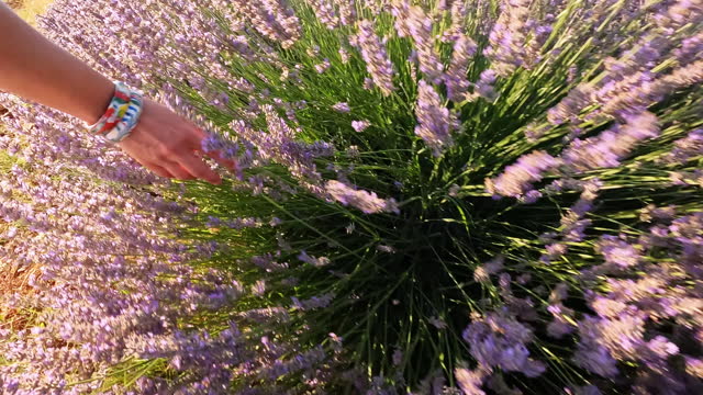 Beautiful woman careesing touching the  purple lavender flowers