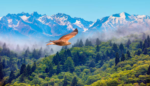 istock Fog covering on the mountain forest with red tailed hawk 1618207263