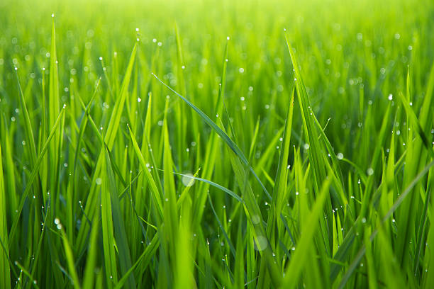 morning dew drops on green leafs - grass stockfoto's en -beelden