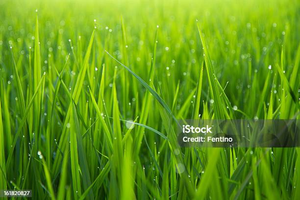 Morning Dew Drops On Green Leafs Stock Photo - Download Image Now - Grass, Close-up, Green Color