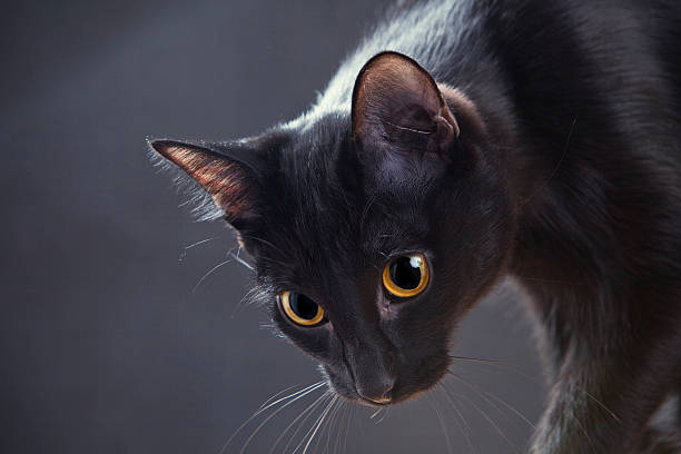 Portrait of a cat on a dark background