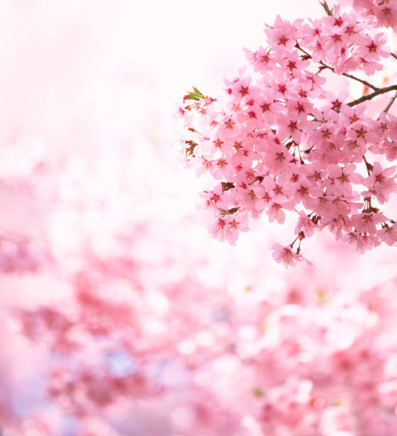 벚꽃 - spring vertical cherry blossom color image 뉴스 사진 이미지