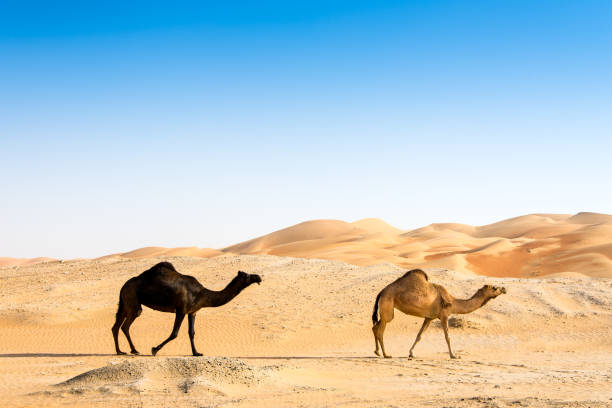 This camels aerial image was taken in the Negev desert, South Israel