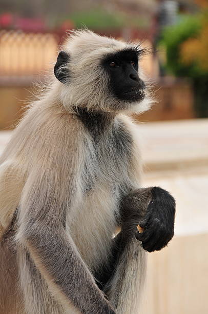 Black Faced Langur Monkeyjaipurrajasthanindia Stock Photo - Download Image  Now - Amber Fort, Animal, Animals In The Wild - iStock