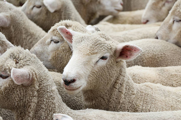 istock New Zealand Lambs 161822365