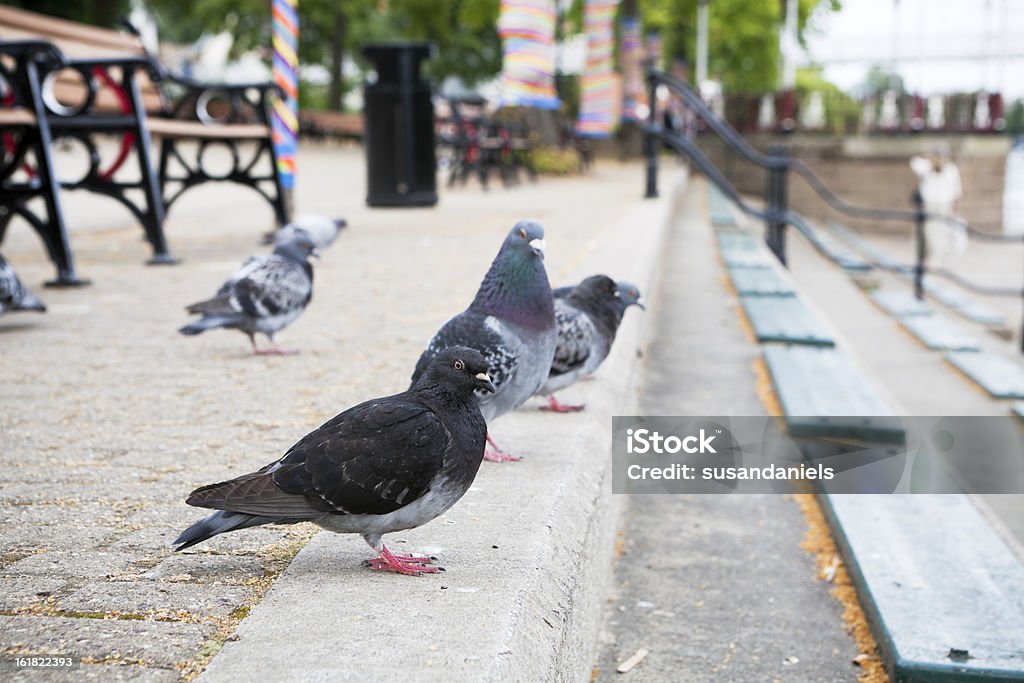 Pigeons ao lado do Rio Dee - Foto de stock de Animal royalty-free