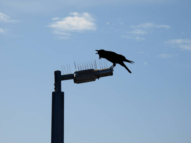 スコーキング空港レイヴン - wildlife australia wing cityscape ストックフォトと画像