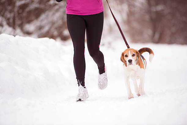 frau läuft im winter - snow dog walking running stock-fotos und bilder