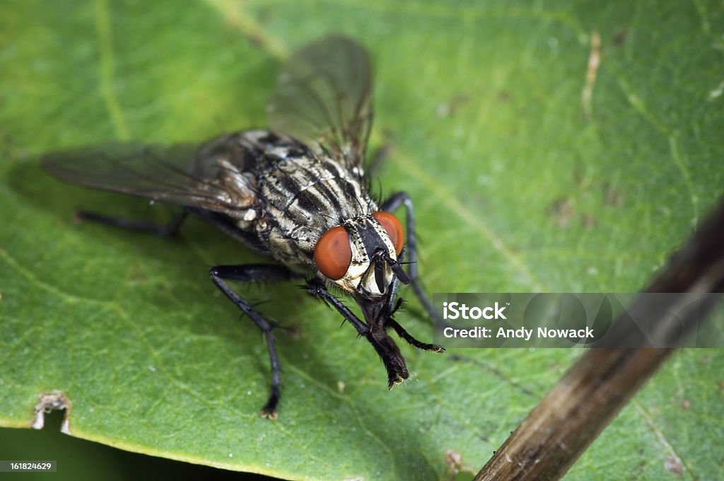 fly on a green leaf Full-body close-up of a carnivore (Sarcophaga nodosa) sitting on a sheet of oblique is brushing the legs front and above Animal Stock Photo