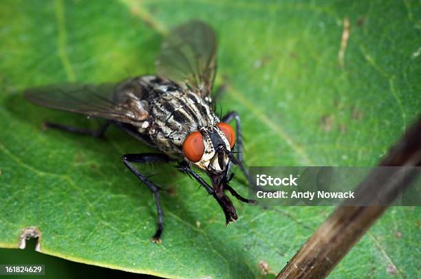 Fly On A Green Leaf Stock Photo - Download Image Now - Animal, Animal Behavior, Close-up
