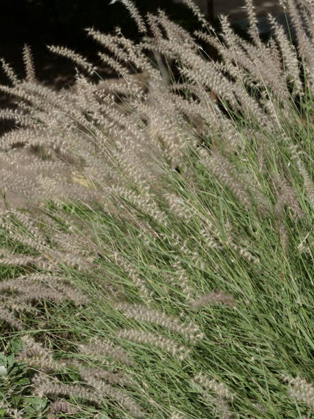 istock Pennisetum orientale 1618250639