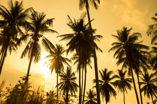 istock Beautiful silhouette coconut palm tree forest in sunset evening golden sunlight background. 1618258296