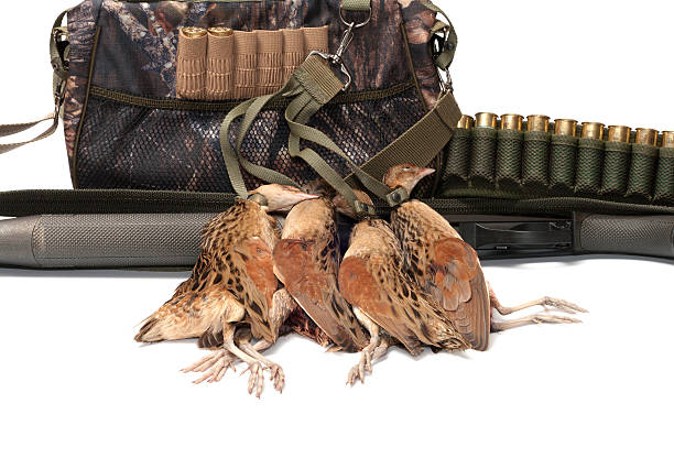 After hunting. Game-bag,  shot-gun, cartridges and a gamebird on a white background. corncrake stock pictures, royalty-free photos & images