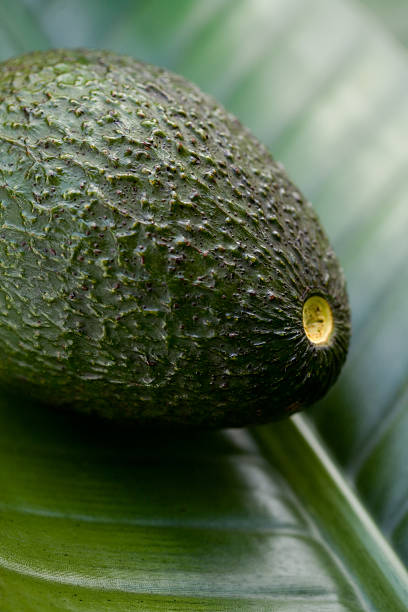 Avocado