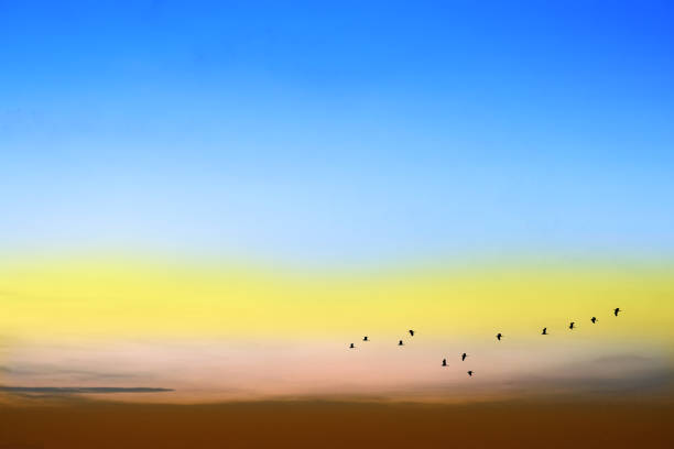 istock sunset colorful blue and light  with silhouette bird flying back home on right frame 1618266087