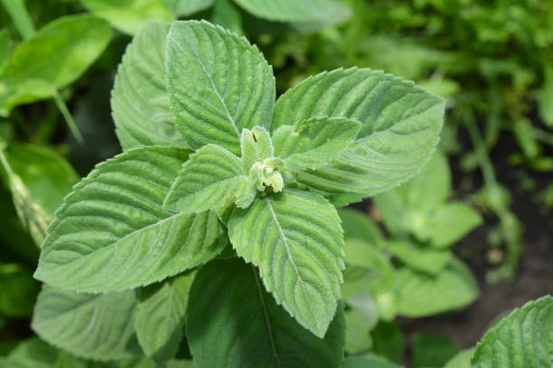 mentha suaveolens, la menta mela, la menta ananas, la menta lanosa o la menta a foglia rotonda che cresce nel giardino - mentha rotundifolia foto e immagini stock