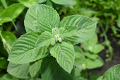 Mentha suaveolens, the apple mint, pineapple mint, woolly mint or round-leafed mint growing in the garden